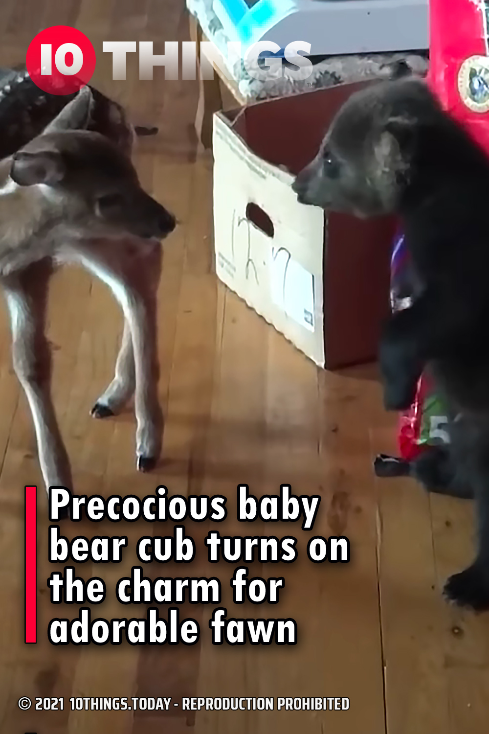 Precocious baby bear cub turns on the charm for adorable fawn