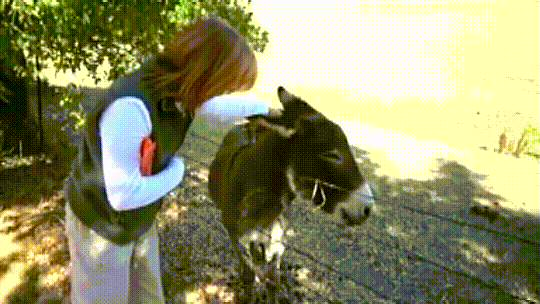 Prepare to smile when this talkative donkey comes running for some loving