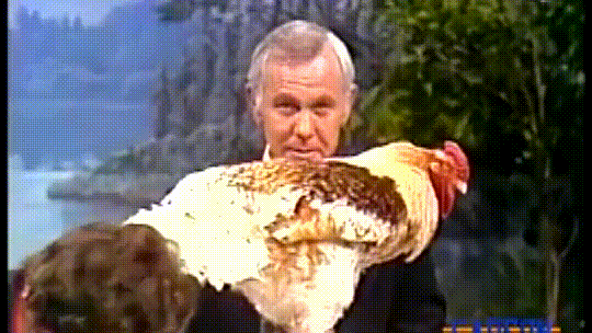 Donna Pyle\'s rooster leaves hilarious gift on Johnny Carson’s desk