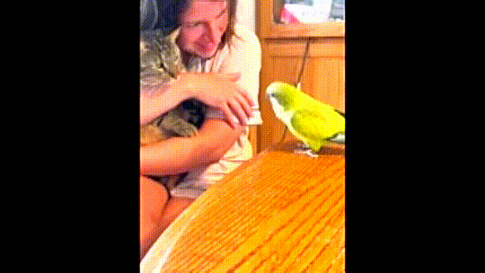 Tango the Vocal Quaker Parrot does the best Tweety Bird impression