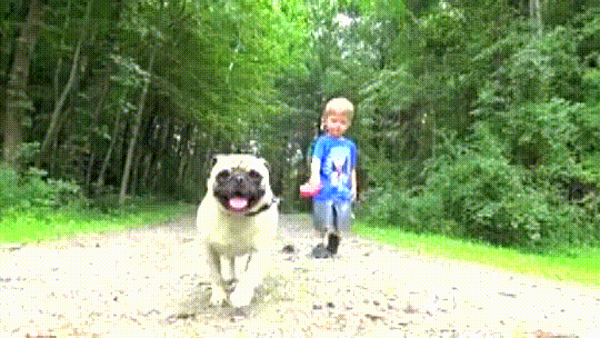 Little boy and his pug dog have the cutest first walk together