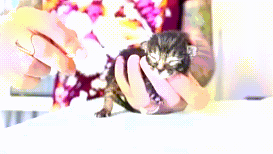 5 adorable kittens ASMR to provide peace to your spirit