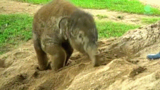 Adorable elephant plays in the mud, and runs around in a sandbox