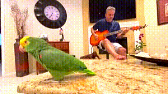 Sensational singing parrot is back with new song Sweet 16