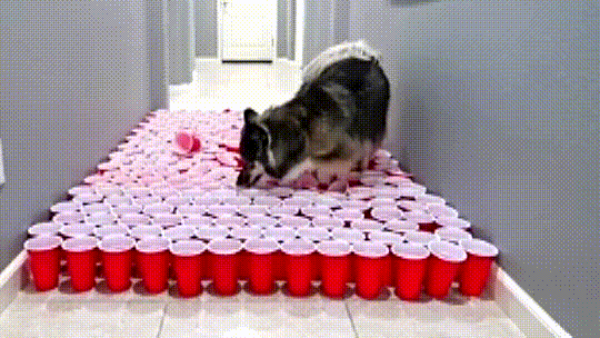 Cute Clumsy Huskies Will Amaze You With Cup Obstacle Ingenuity