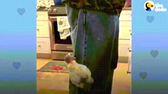 New family helps cockatoo overcome her anxiousness