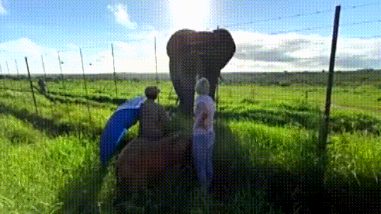 Adorable Albino Orphaned Elephant Meets Herd’s Bull Elephant For The First Time