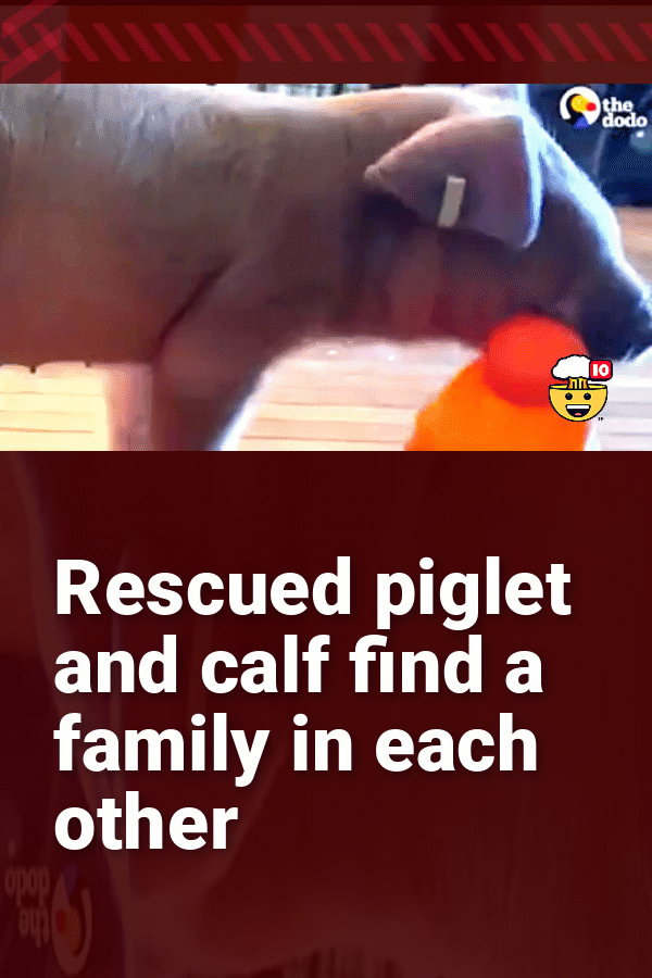 Rescued piglet and calf find a family in each other.