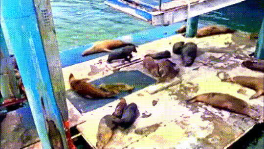 Sea lions compete for the loudest burp