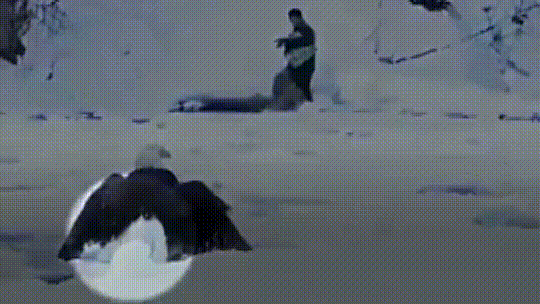 Helpless Eagle Set Free From Ice Ball by Courageous Rescuers