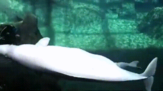 Newborn Beluga Calf Playing And Attentive Mother Is Smiles Guaranteed