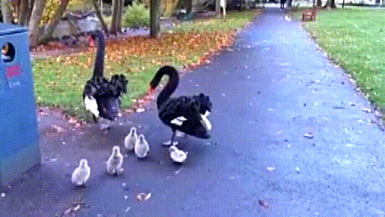 There\'s always the black sheep of the family, Dawlish black swan cygnets prove
