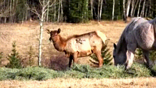 A herd of horses takes in orphaned, injured elk