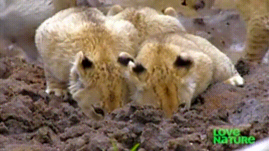 Lioness takes care of cubs on her own after pride splits up