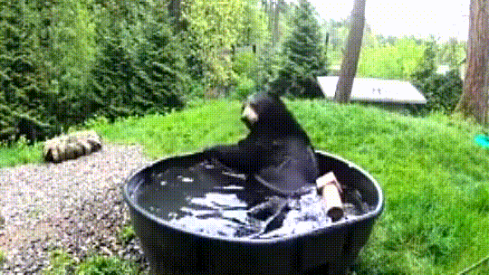 Happy Black Bear Splashing In The Pool One Big Summer Mood