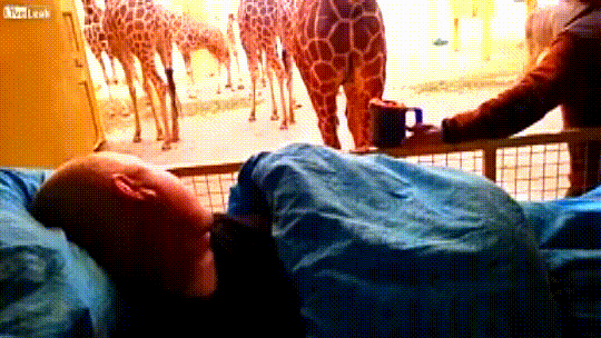 Giraffes say, “We’ll meet again…”  to the terminally ill man who cared for them