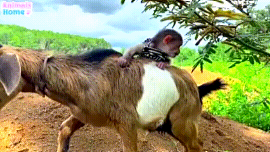 Bibi monkey loves playing pranks on Amee dog and goat friend