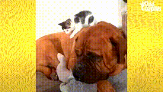Playful Bond Between Rescued Kitten and Giant Dog Will Tug at Your Heartstrings