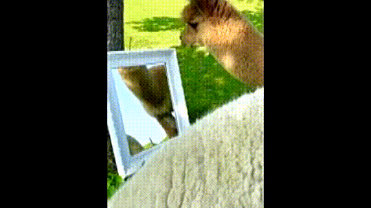 Did You See That Alpaca’s Face? What A Reaction To His Reflection!