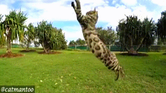 Bengal Cat Shows Off His Prowess By Leaping Over An Accommodating Dog