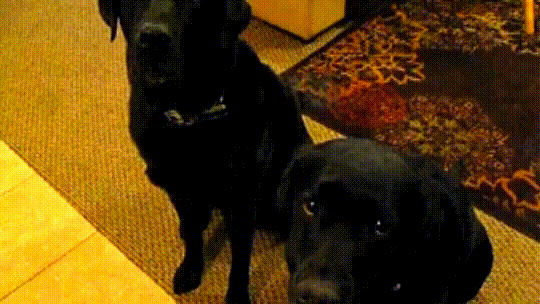Dog gets opportunity to do the right thing; Blames sister instead