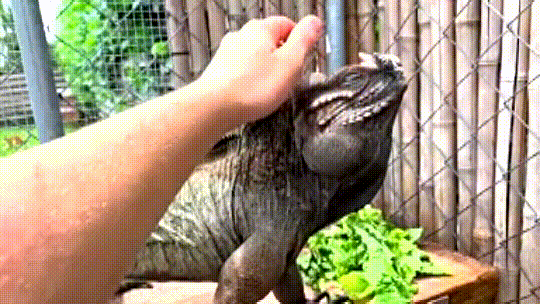 Giant Rhino Iguana Dislikes Being Picked Up Until She Realizes It\'s Bath Time