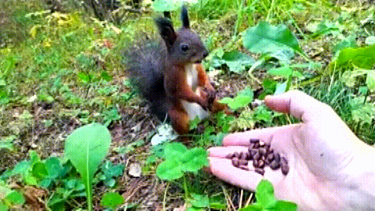 Frindle squirrel eating from man’s hand suddenly becomes camera shy