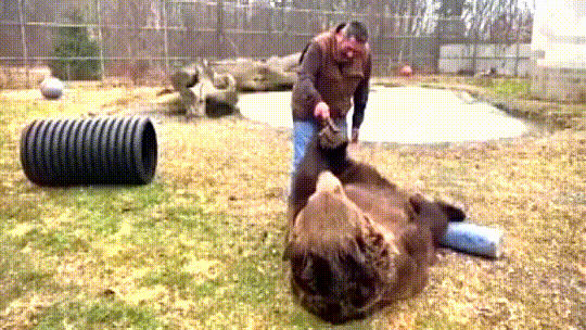 Getting brushed turns a giant bear into a puppy dog
