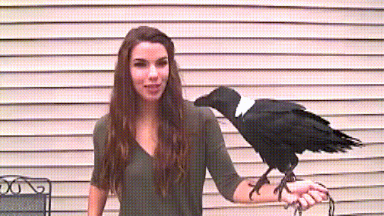 Ravens can talk just like parrots can