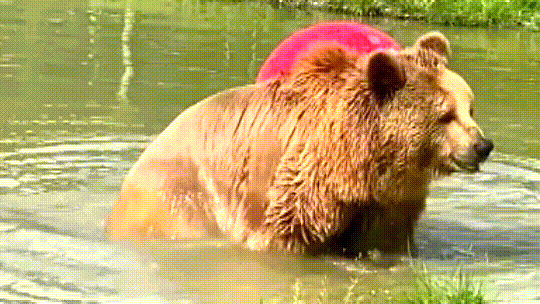 Orphan bears relax together in a comfortable swimming hole