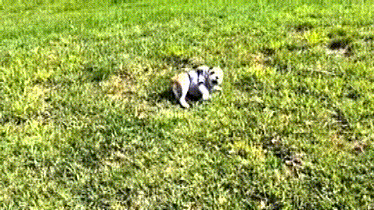 Bulldog puppy enjoys rolling over the hills