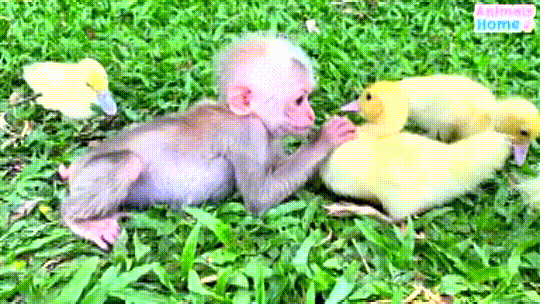 Baby monkey helps take care of fuzzy baby ducks
