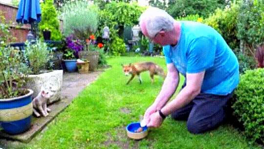 When a man offers a fox lunch in his garden, he finds out if he is friendly or feisty.