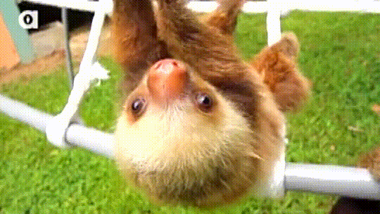 You need to hear baby sloths having an adorable conversation