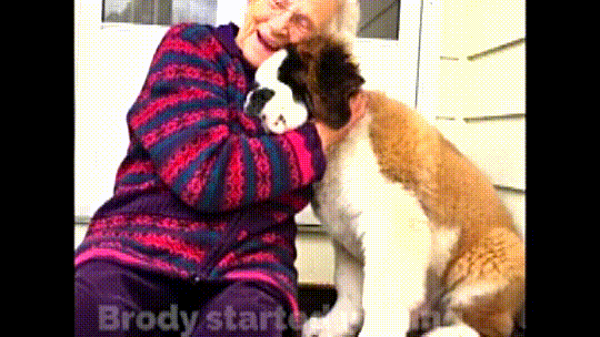 Caring Saint Bernard dog makes a lifelong friendship with a lonely widow