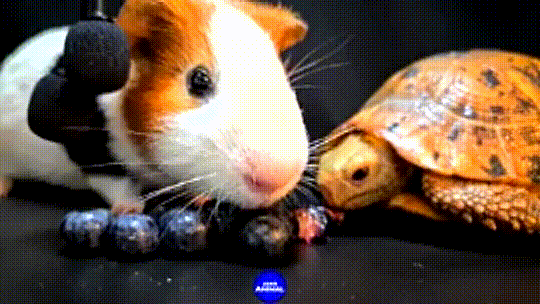 Shy tortoise eats in peace after the naughty guinea pig leaves